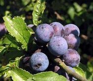 sloeberry2.jpg