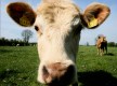 Cow Cow
