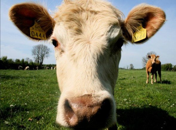 Cow