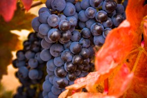 Rioja Grapes