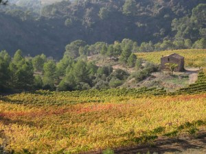 Autumn in the Priorat