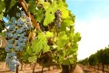 Toro grapes
