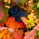 Sustainability in Vineyards