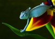 Arinto - Chameleon Arinto - Chameleon
