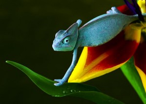 Arinto - Chameleon