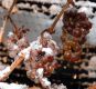 Ice_wine_grapes Ice_wine_grapes