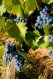grapes grapes