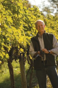 Willowcroft Vineyard