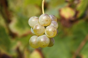 Willowcroft Vineyard