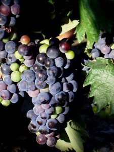 oriollloret