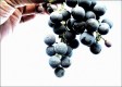 Garnacha