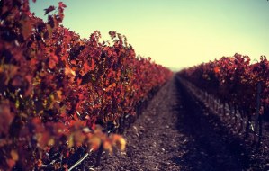 Tempranillo