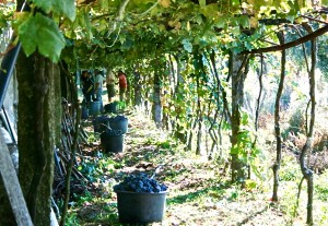 Full buckets of grapes