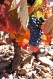 Zamora Grapes