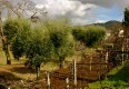 Olive trees in Portugal