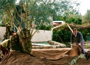 Spreading tarpaulins in Portugal collecting olives