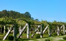 albarino-vines-on-traditional-pergola (3)