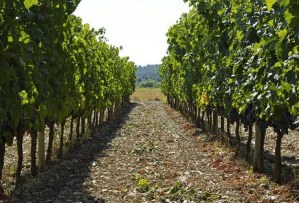 Vins Toni Gelabert |