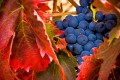 Rioja Harvest Rioja Harvest