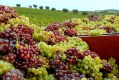 grapes - portugal