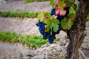 Douro Valley Grapes