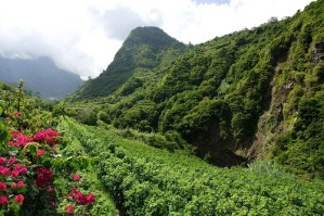 madeira