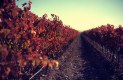Tempranillo