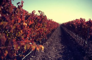 Tempranillo