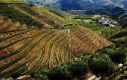 Douro Wine