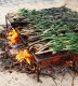 calcots