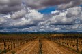 Bobal Vineyard