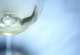 white iberian wine