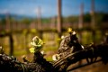 Budbreak