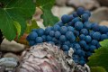 Spanish grape - Natural wine