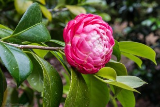 camellia portugal